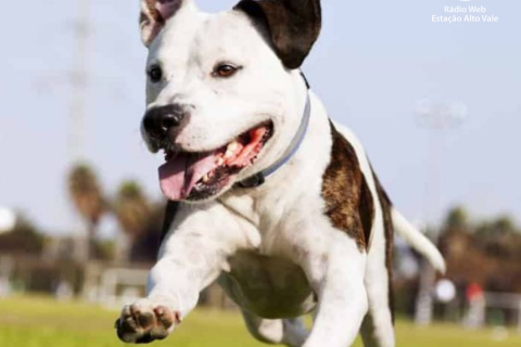 Cachorro na rua agora rende multa ‘salgada’ de até R$ 826 para tutores em cidade de Santa Catarina
