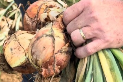 Após colheita recorde e crise, El Niño acende alerta para próxima safra de cebola em SC