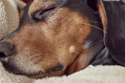 Seu pet dorme na mesma cama que você? Entenda quando evitar o hábito