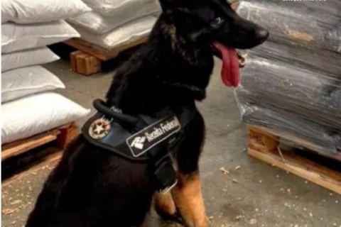 Primeira operação do ano em portos de SC intercepta cocaína enviada à Europa