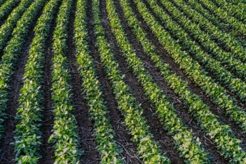 Safra recorde em SC puxa crescimento da indústria de alimentos do Brasil