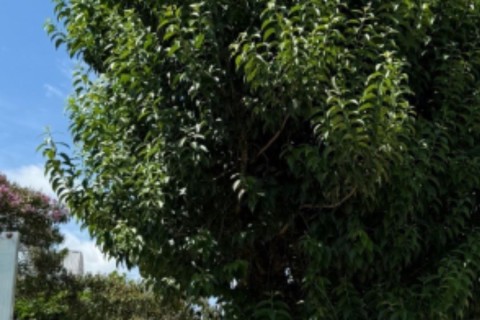 Poda e corte de árvores seguem cronograma técnico em novos pontos de Rio do Sul