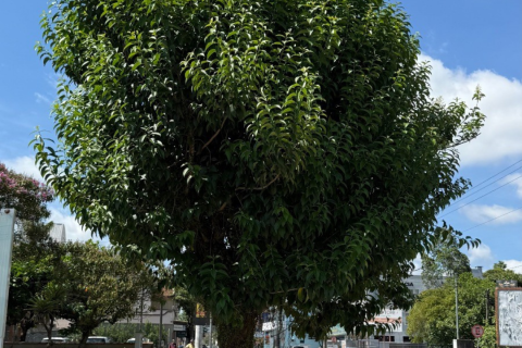 Poda e corte de árvores seguem cronograma técnico em novos pontos de Rio do Sul