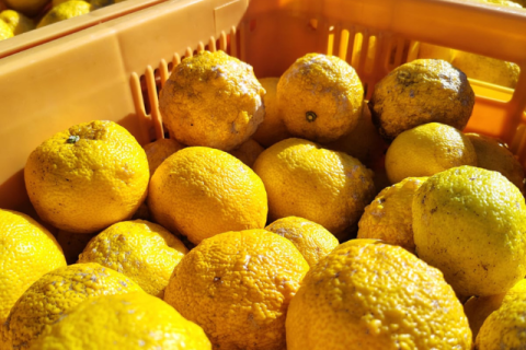 Epagri inicia estudo para a produção comercial do limão japonês em Santa Catarina