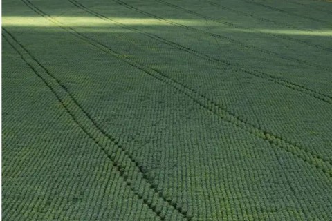 Senado aprova plano para fabricação de fertilizantes no Brasil