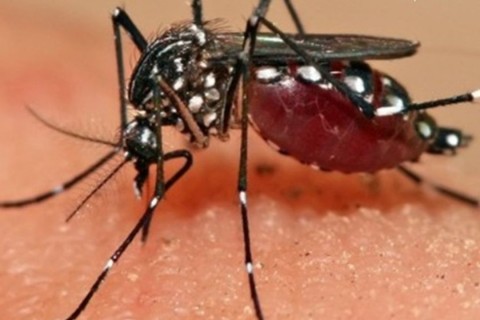 Em surto epidêmico, estado recebe a 1ª vacina do mundo contra chikungunya produzida no Brasil