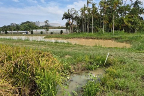 No Dia Mundial da Água, projeto da Epagri em Itajaí mostra caminhos para a autossuficiência hídrica na lavoura de arroz