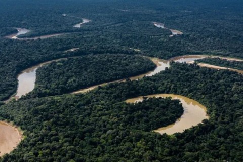 Saiba como a Amazônia pode ajudar a tratar doenças