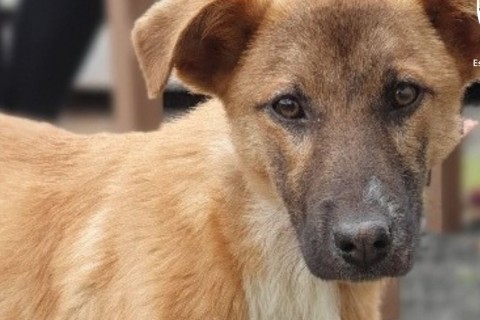 Cães e gatos de famílias de baixa renda poderão ser castrados gratuitamente em Rio do Sul
