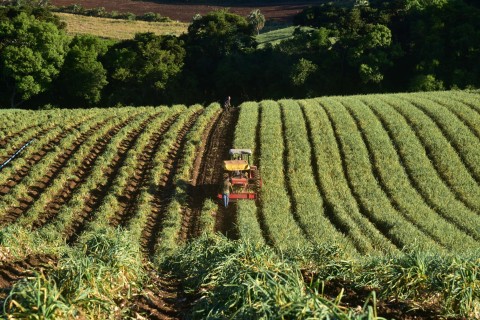 Governo de SC prorroga prazo de financiamentos do FDR para agricultores afetados pela queda nos preços da cebola e do alho