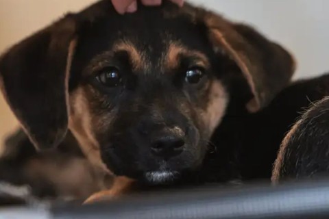 Lei define guarda compartilhada de pets