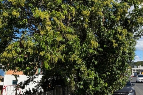 Poda de árvores é retomada com foco em segurança e mobilidade urbana