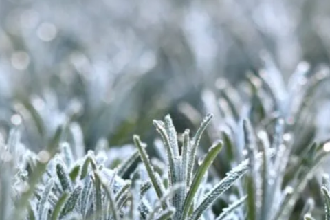 Frio histórico avança e deve provocar geada generalizada com -5ºC nos próximos dias