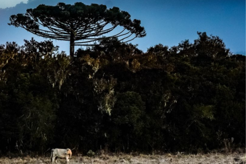 Inverno começa com onda de frio intenso em Santa Catarina