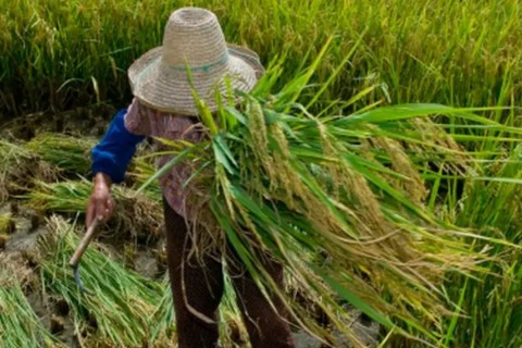 Garantia de direitos trabalhistas no campo ainda enfrenta desafios