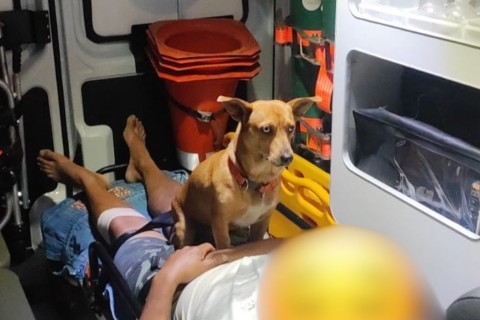 Cachorro acompanha tutor durante atendimento do Samu e emociona equipe em Ibirama